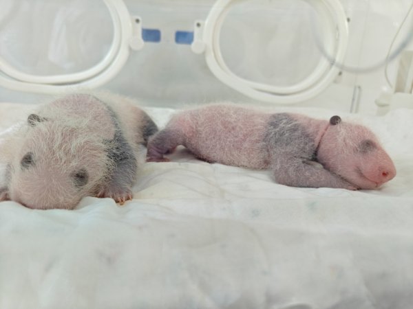 K线猎手 大熊猫“芊金”诞下龙凤胎, 上海首次迎来大熊猫“子二代”